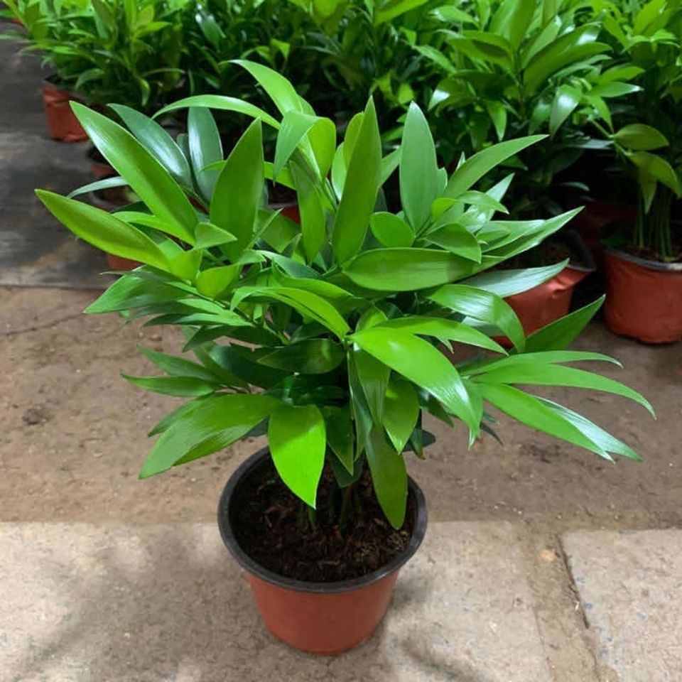 竹柏养护指南 耐旱植物的浇水智慧与四季管理