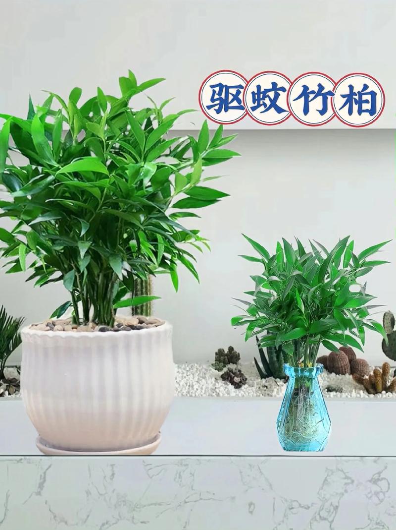 驱蚊竹柏 四季常青的绿意新宠，颜值爆表的盆栽花卉