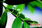 竹柏 多角度赏析与日常养护指南